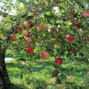 Fruit Tree Garden